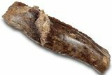 Sub-Adult Hadrosaur (Edmontosarus) Jaw Section - Montana #308271-2